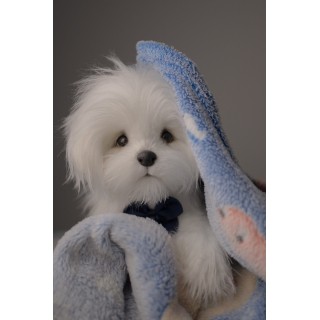 Bichon Maltez Ricky toy