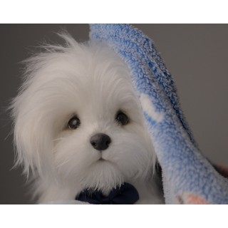 Bichon Maltez Ricky toy