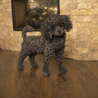 poodle Juliet realistic toy dog