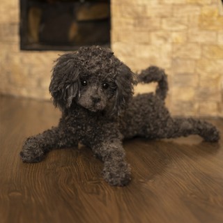 poodle Juliet realistic toy dog