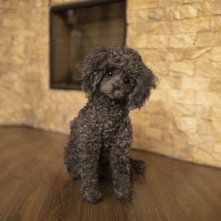 poodle Juliet realistic toy dog