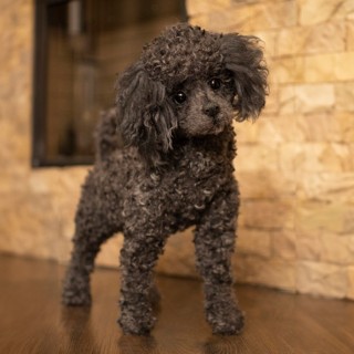 poodle Juliet realistic toy dog