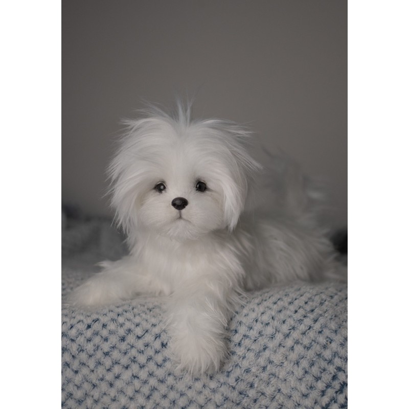 Bichon Maltez Lili realistic toy