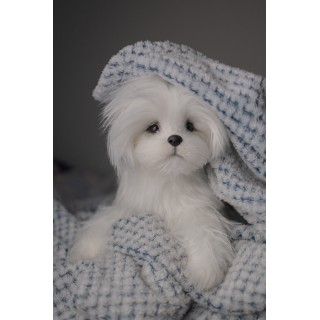 Bichon Maltez Lili realistic toy