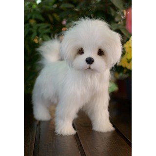 Bichon Maltez Kelly realistic toy