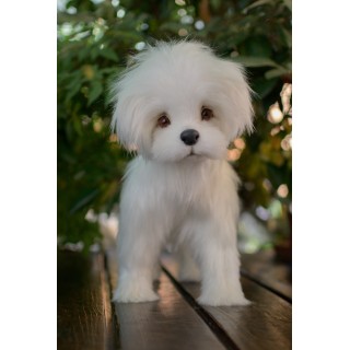 Bichon Maltez Kelly realistic toy