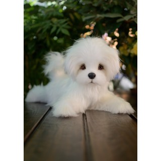 Bichon Maltez Kelly realistic toy