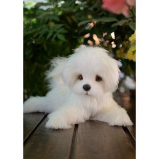 Bichon Maltez Kelly realistic toy