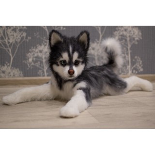 Husky Casper realistic toy