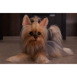 Puppy Lily Yorkies Replica